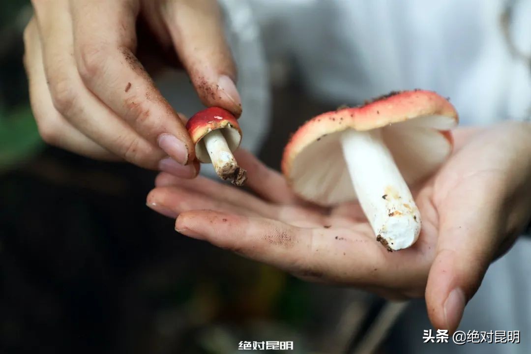她带西班牙大厨上山捡菌，回昆明后煲出美味红菇汤