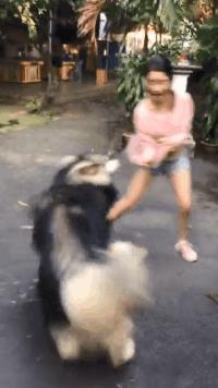 搞笑gif图片惊不惊喜意不意外,搞笑GIF动图