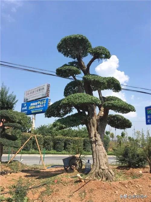 盆景制作与赏析观花,盆景对节白蜡怎么造型