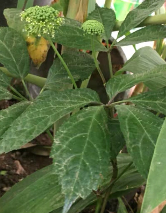 三七盆栽的常见问题,三七盆栽有什么功效