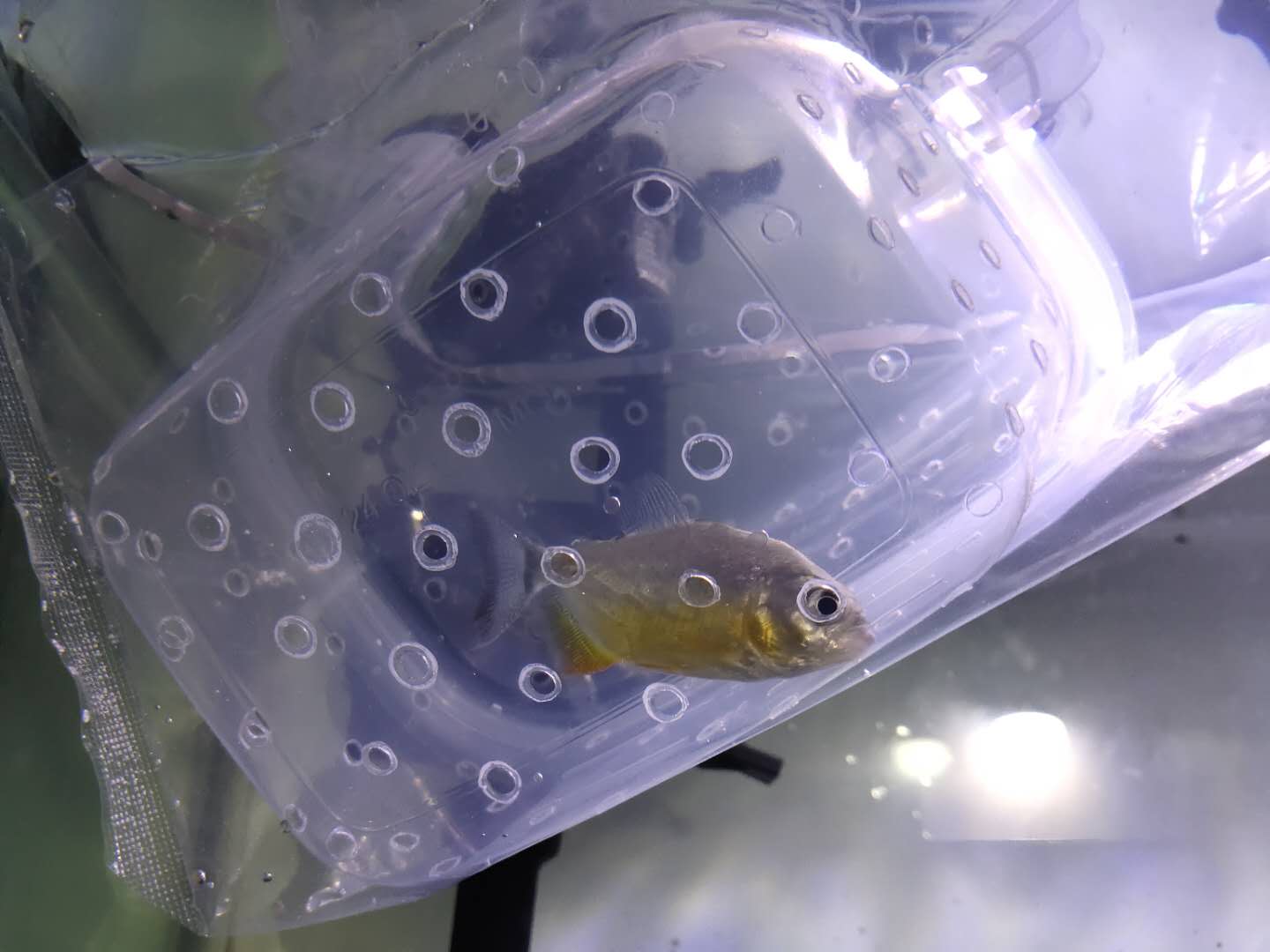 观赏鱼状态最佳，有哪些参考标准，哪些小瑕疵可以视为正常现象？