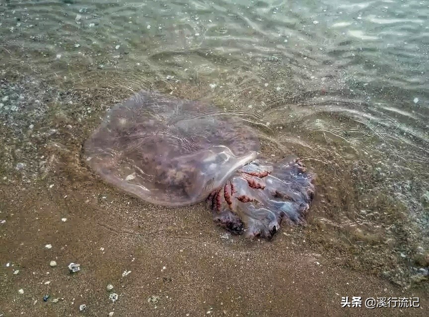 锦州世博园公交车时间表,锦州世博园9月中旬