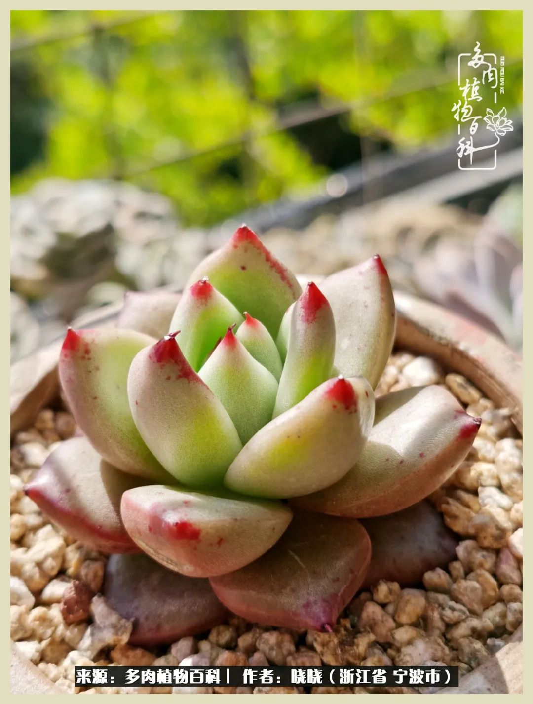 对多肉的热爱深入骨髓,当激情退却希望你依然保持热爱