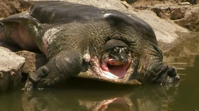 地球上最孤独的动物读后感,世界上最孤独的动物