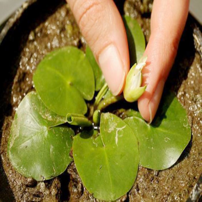 造一个小水景栽种睡莲附教程,再小的花园