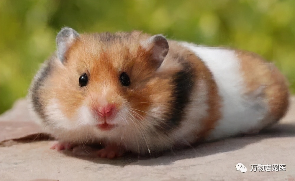 网上买的金丝熊刚到会有疾病吗,金丝熊常见疾病