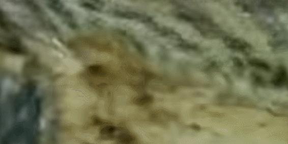 玩了一下电鳗,他口吐白沫倒下了