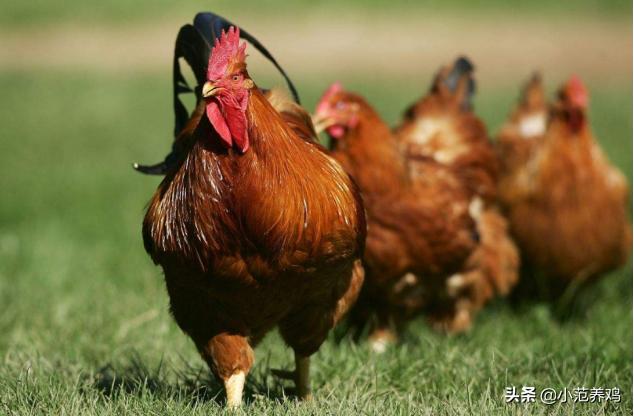 鸡支气管栓塞的防治方法,鸡支气管栓塞管理