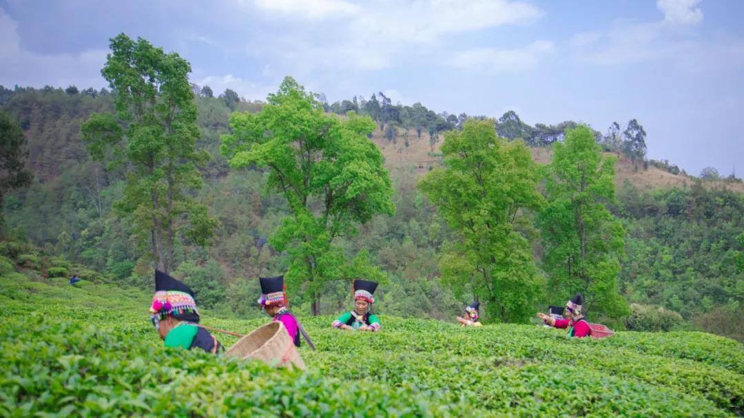 保山有魅力的地方,云南保山有多迷人