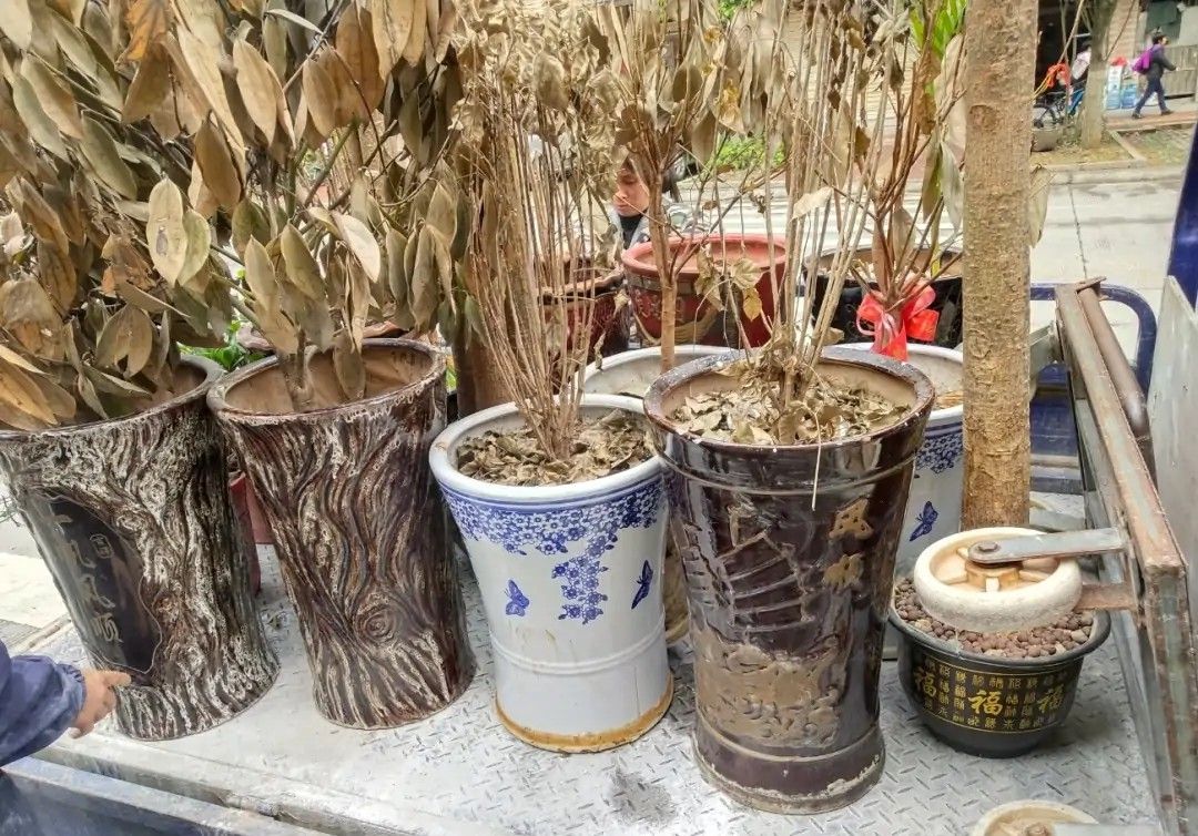 客厅高端大气摆件青花瓷盆,闲置花瓷盆放什么好