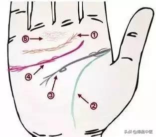 手诊图大全清晰图手背,全息手诊图