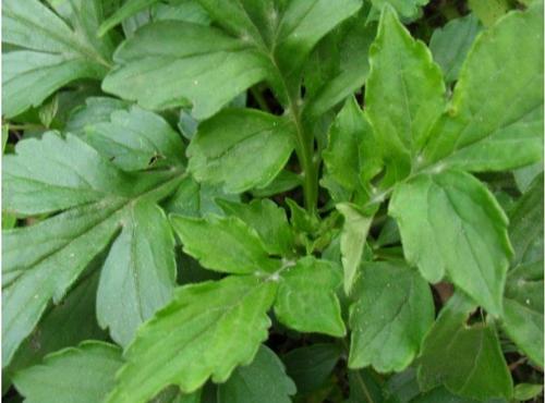 败酱草属于什么类,败酱是什么