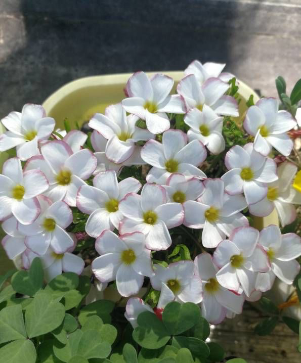 适于阳台种植的花种类,100种适合新手养的花庭院花卉