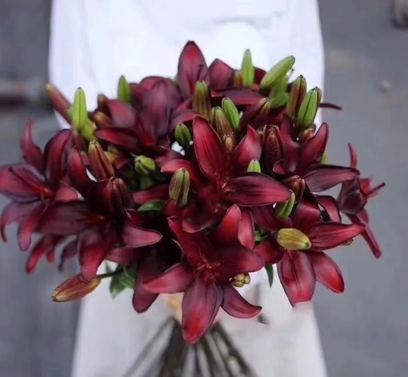 秋日赏花，百合必须要拥有姓名