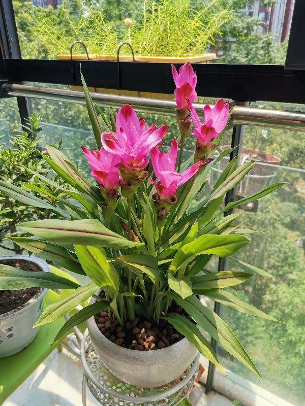 家里养姜荷花有什么禁忌,姜荷花盆栽的花期多久