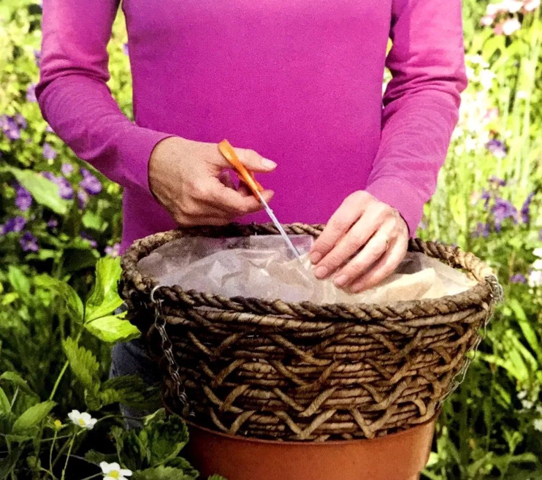 吊篮草莓采摘园,草莓盆栽吊兰