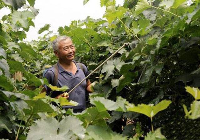 葡萄日灼病是什么病,葡萄日灼病症状比较少的品种