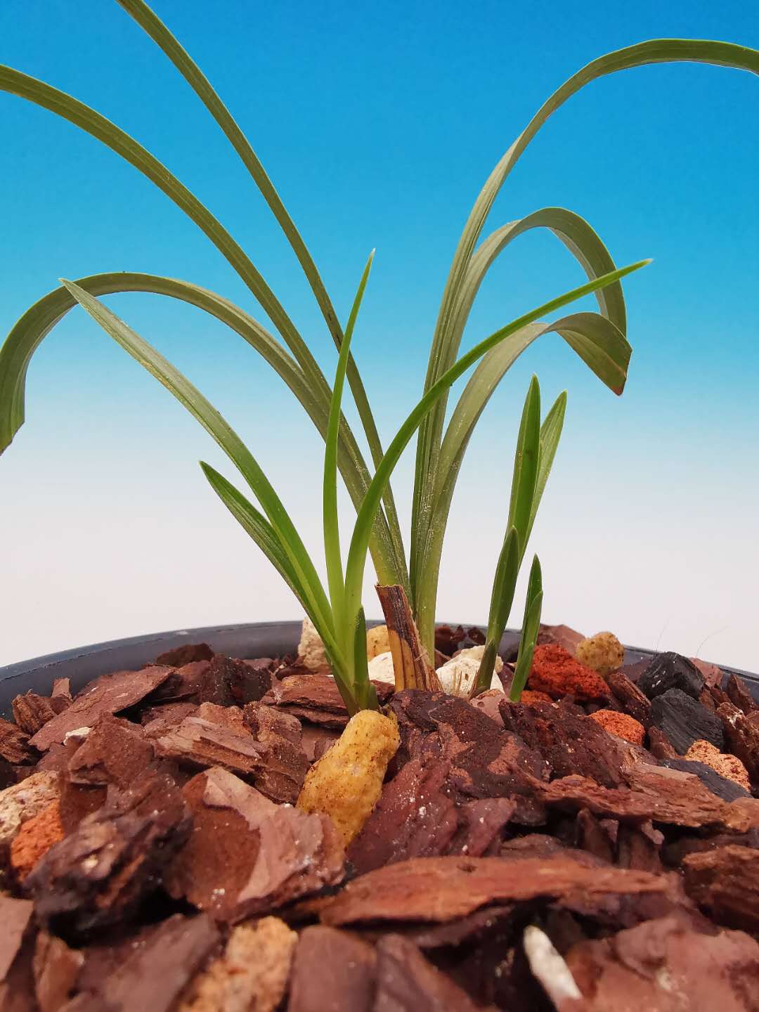 2018年5月份中国兰花交易价格如何,2023年兰花市场价格