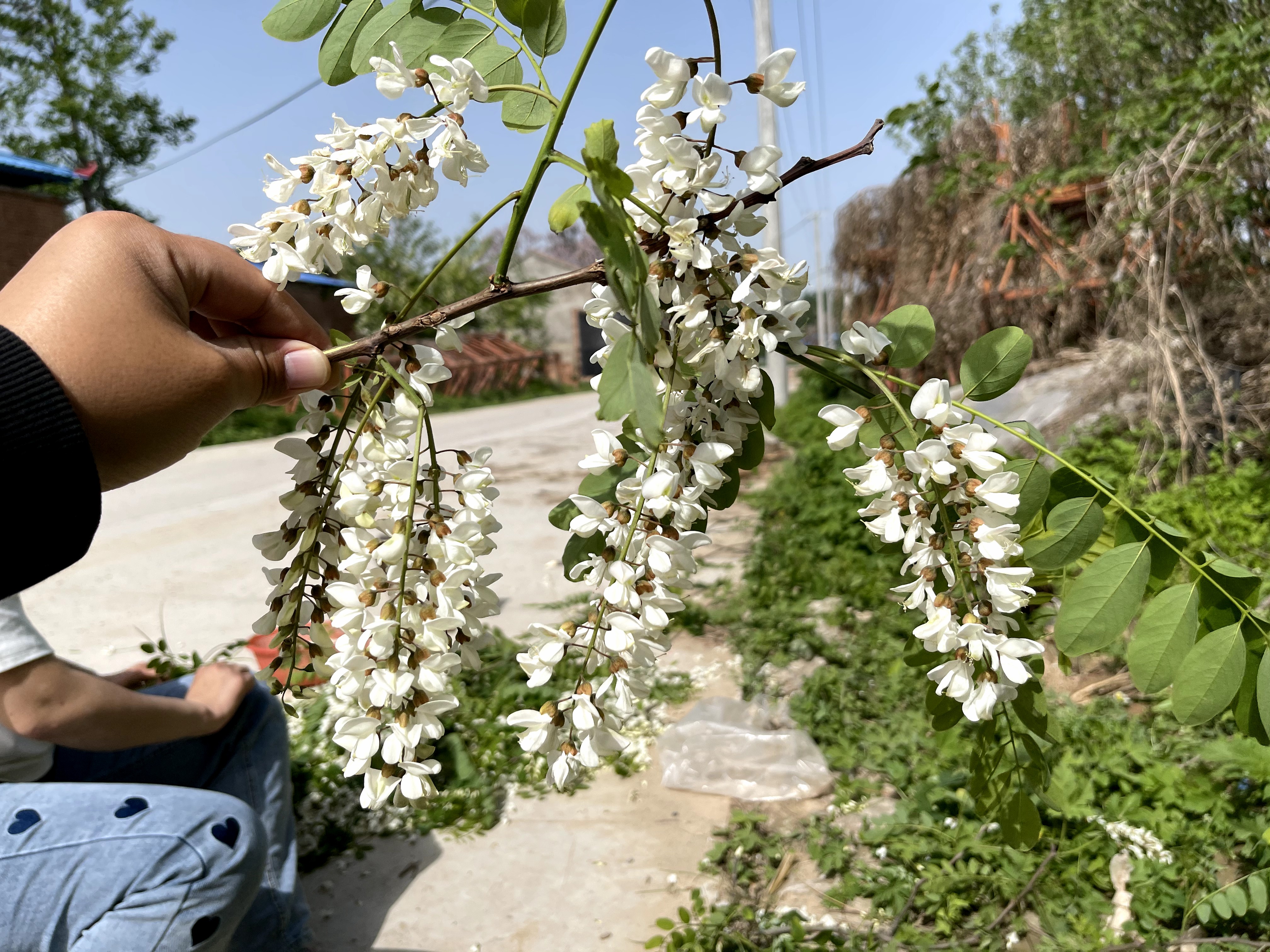 新鲜的槐花吃不了怎么收藏起来,槐花怎么做才能保护它的香味