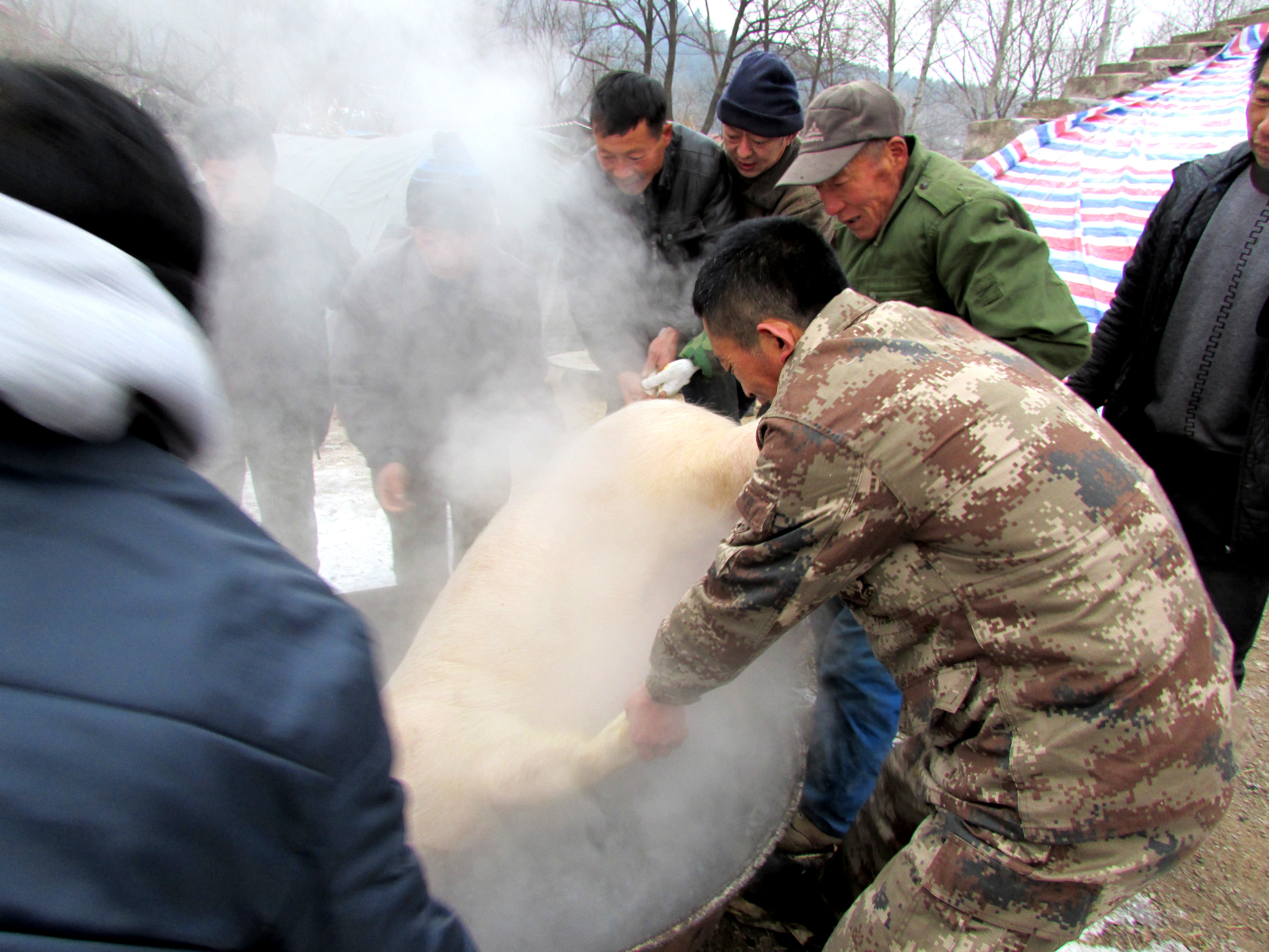 东北杀年猪来吃猪肉,老东北杀年猪