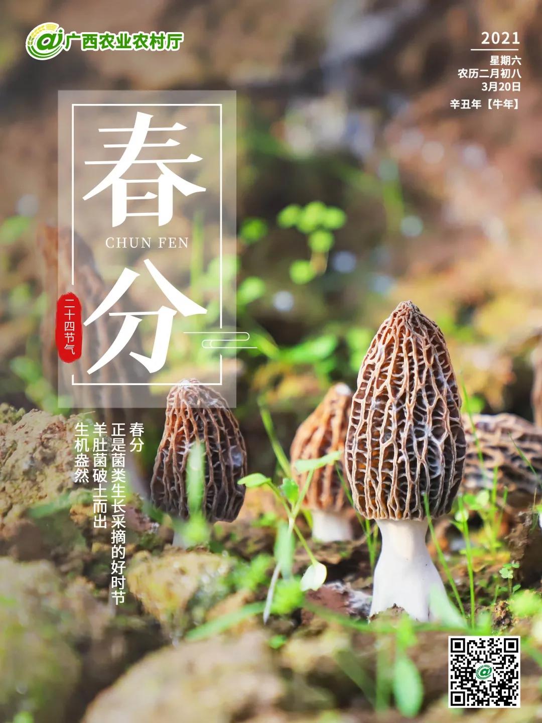 二十四节气养生,二十四节气歌全文及解释