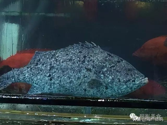 这些诱人的美食你吃过吗,世界上顶级海鲜大全你吃过几种