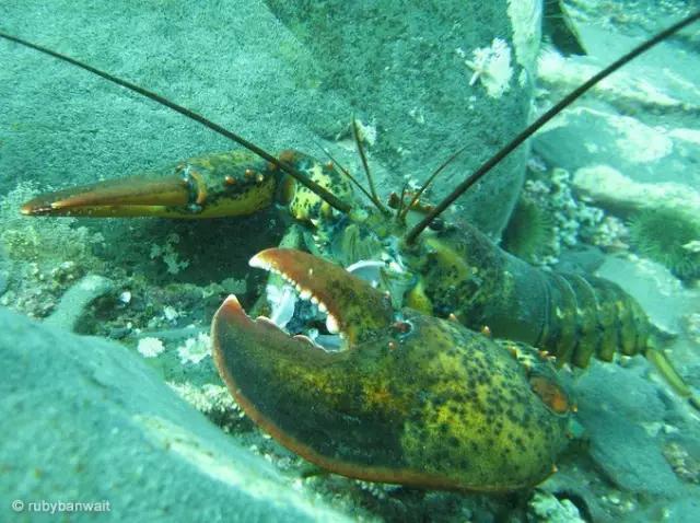 波士顿龙虾特征,波士顿龙虾神奇物种