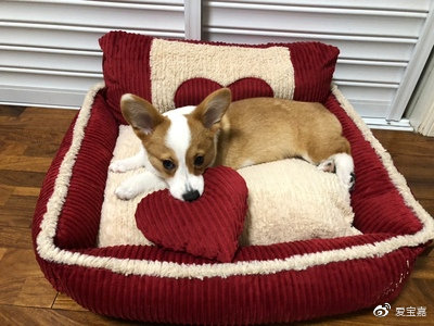 狗子在窝里尿,狗子在床上撒尿是怎么回事