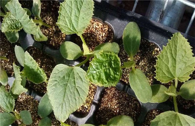 甜瓜育苗技术,甜瓜育苗需要什么肥料