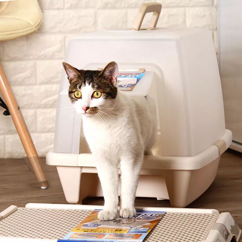 猫咪没有发情，为什么喜欢在家里乱尿？这7个原因很容易被忽视