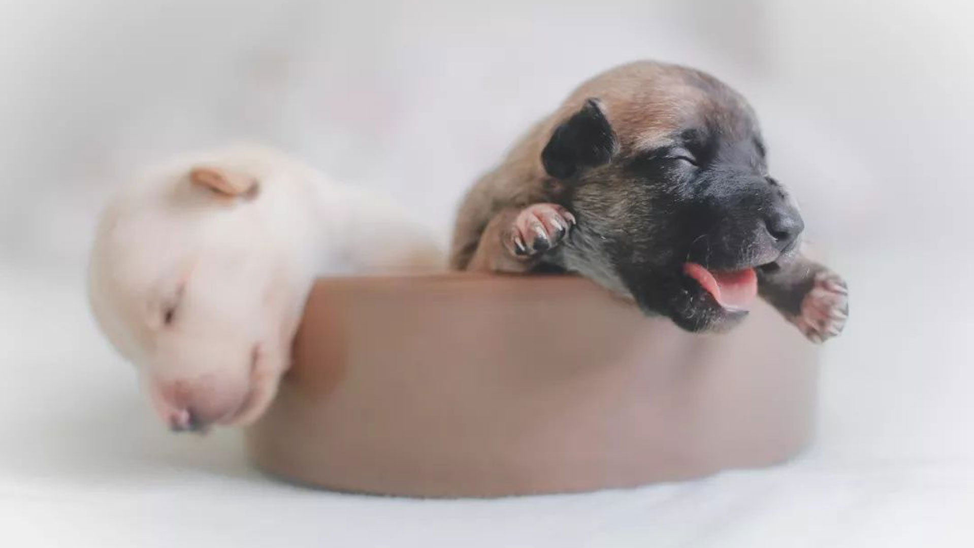 怎么判断刚到家的狗有没有病,小狗到家怎么分辨是病狗还是好狗