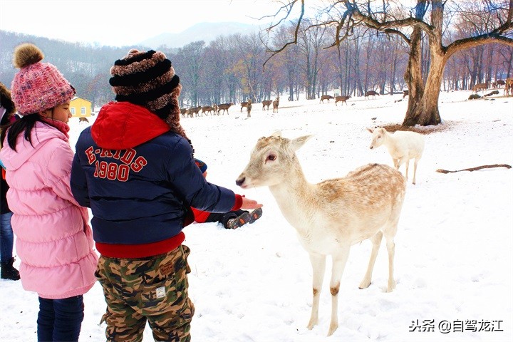 哈尔滨平山神鹿滑雪场攻略,平山神鹿滑雪场一日游
