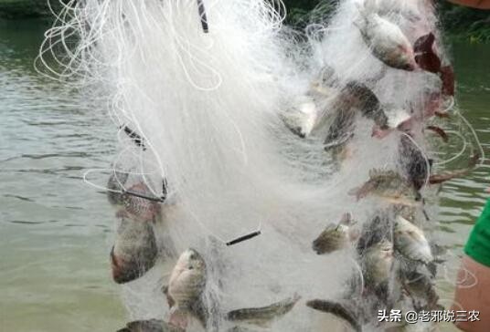 1.5米高的渔网怎么放网和收网,下网捕鱼技巧