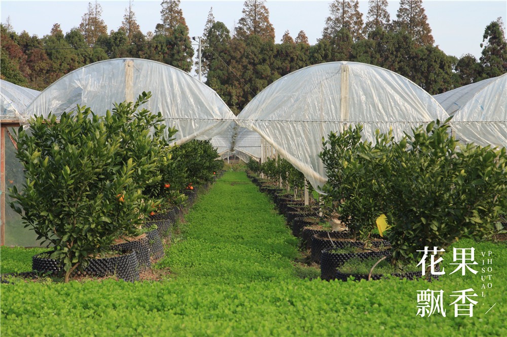 卖文化,卖创意,这家以柑橘为主题的农场好不正经