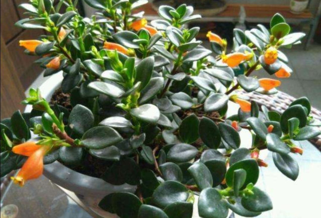 金鱼吊兰怎么养才会开花最快,室外盆栽四季开花好养活的吊兰花