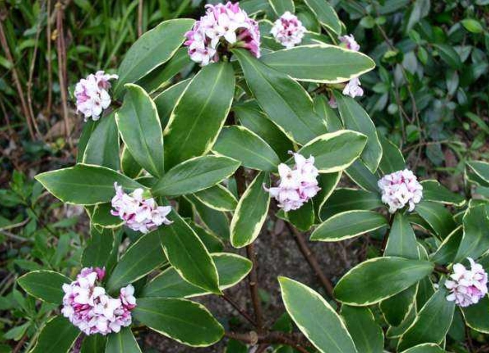 瑞香花养僵了怎么办,养的花卷叶发黄怎么办