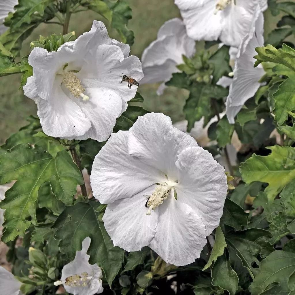 木槿花有多美丽,好看的木槿花