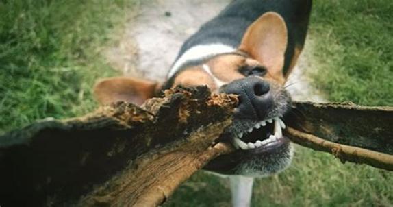 狗狗老是乱咬怎么办,狗狗总是乱咬乱吞东西怎么办