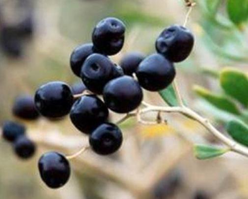 农村小伙种植黄金果年均收入50万,软黄金种植技术和收入