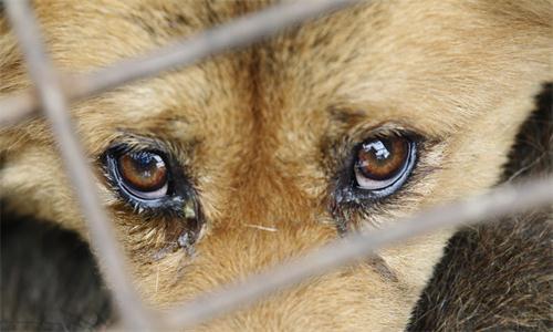四个小妙招，清理狗狗眼部问题