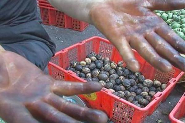 去青皮鲜嫩薄皮绿皮核桃,绿皮核桃去皮手发黑怎么快速处理