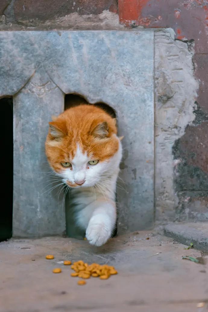 用绳栓猫头抛猫拽猫!还称自己爱猫?求求你做个人吧!