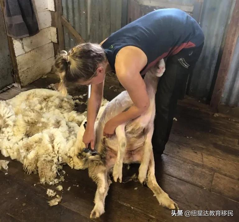 在澳洲如何找到体面又高薪的工作,澳大利亚的高薪工作