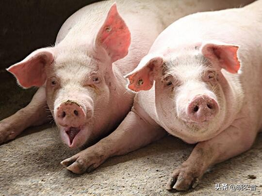 养猪养鱼一体化最少投入多少钱,养猪挣钱还是养鱼挣钱