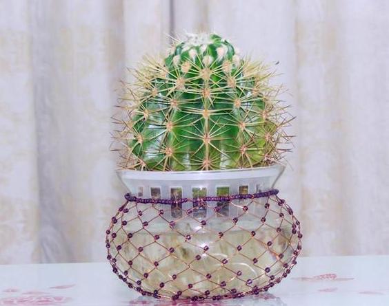 秋天怎么水培养万年红,秋季如何水培月季