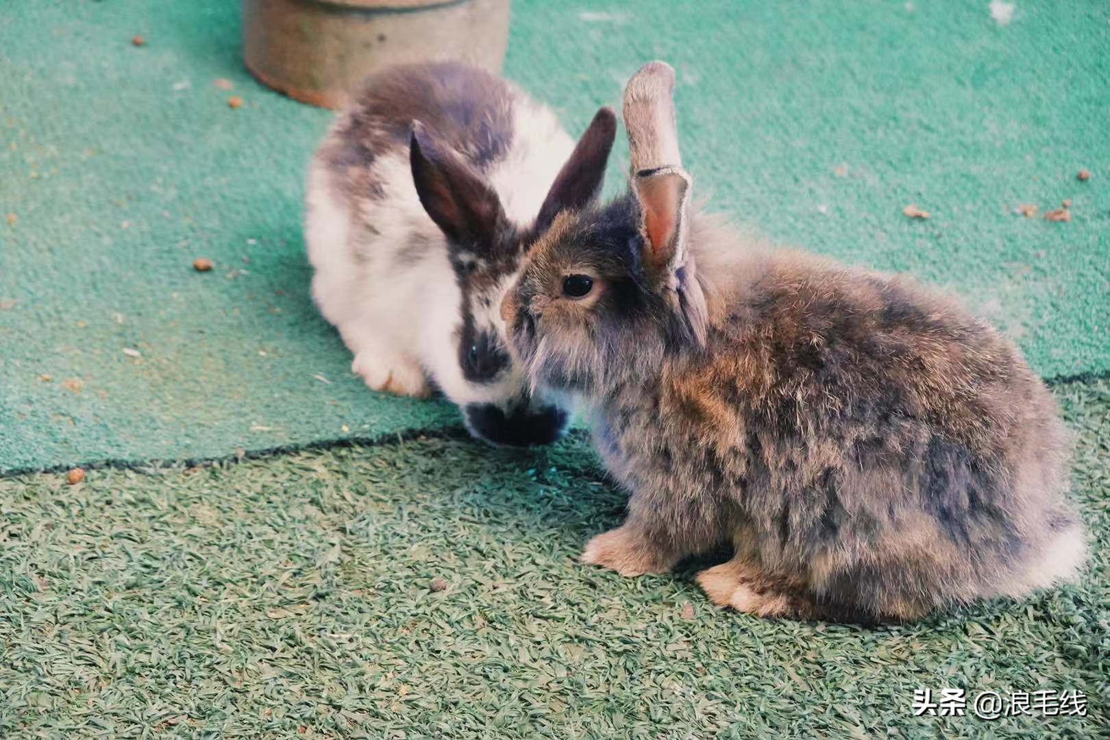 清迈疫情旅游推荐亲子游,清迈旅游攻略几月去好玩