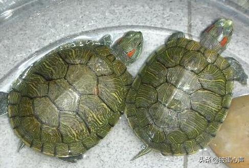 乌龟为什么能养死,为什么乌龟养养就死了
