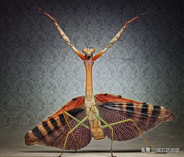 这个杀手不太冷里的人是谁,这个杀手不太冷里边的缉毒警