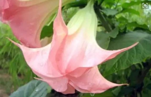 汉蒙,汗蒙药是啥