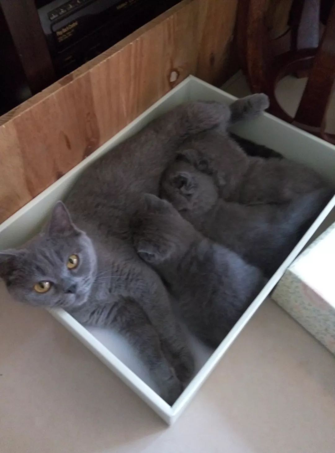 它因猫藓，遭人抛弃；我因猫藓，猫狗双全